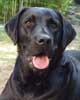 photo du Labrador GIBBS